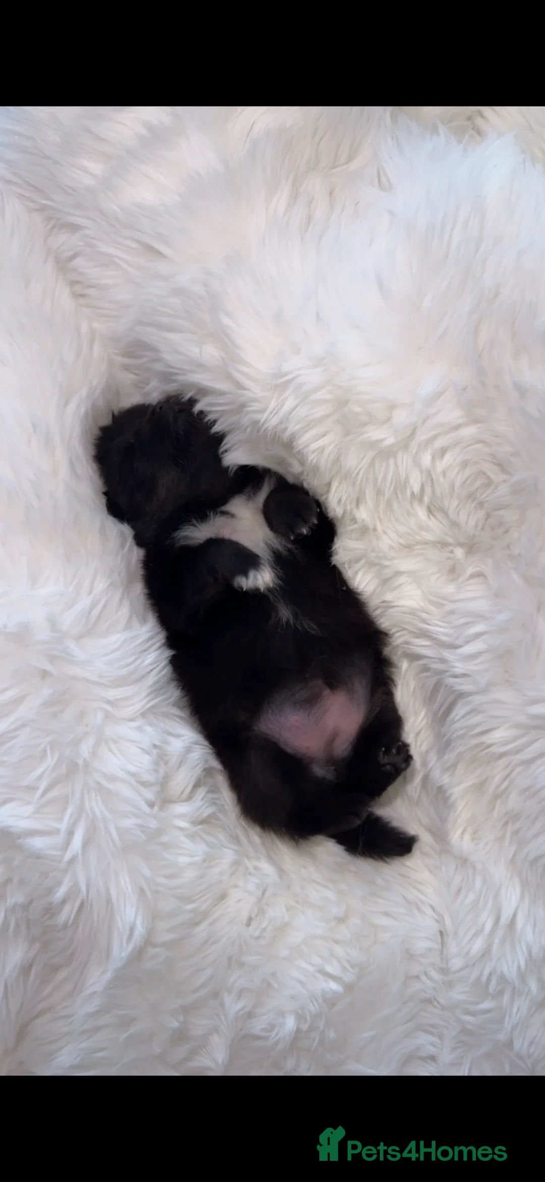 Pomeranian dogs for sale: Korean & Russian female Pomeranians - Advert 6