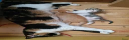 Mixed Breed cats for sale: Lovely mixed grey kitten - Advert 8