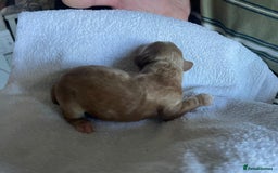 Cockapoo dogs for sale: Stunning F1BB cockapoos merles /phantoms/red ❤️ - Image 10