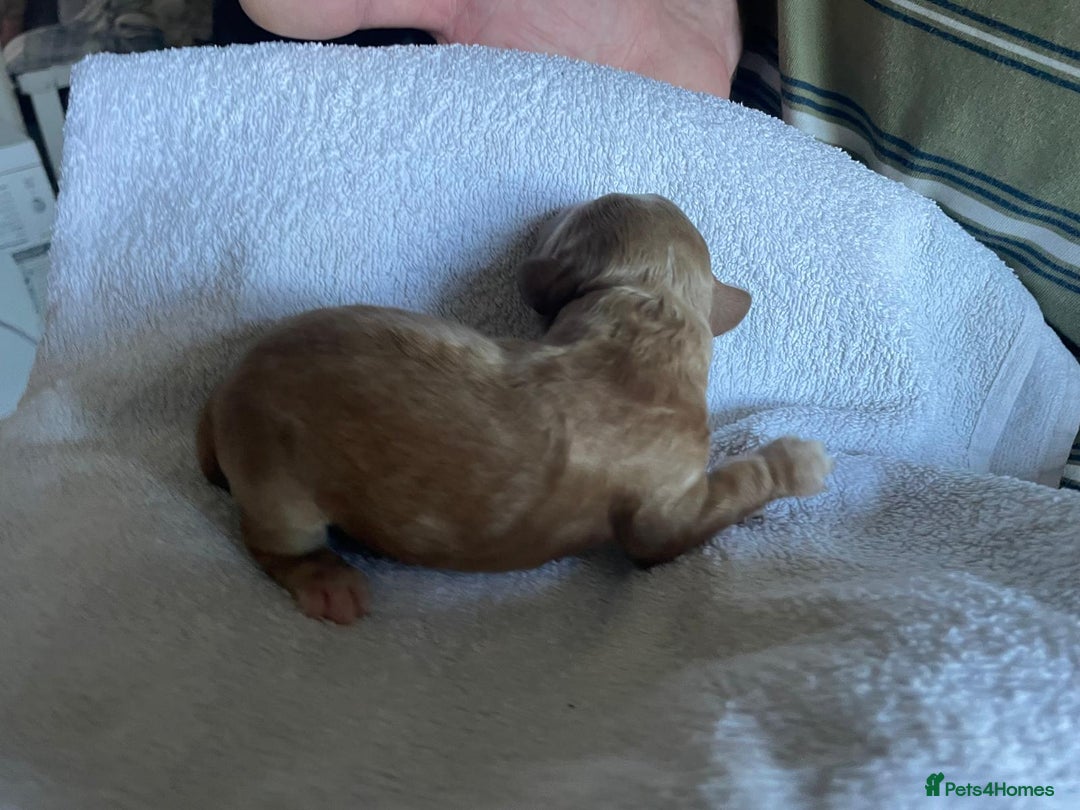 Cockapoo dogs for sale: Stunning F1BB cockapoos merles /phantoms/red ❤️ - Image 10