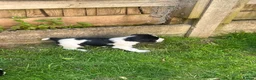 English Springer Spaniel dogs for sale: Springer spaniel pups  in Honiton - Advert 9
