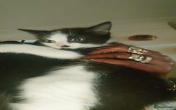 British Shorthair cats for sale: British shorthair mix kittens 4 sale £25 - Image 7