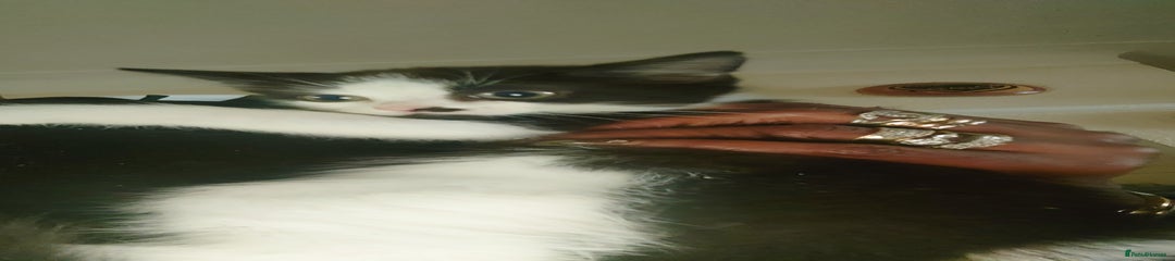 British Shorthair Kitten 2