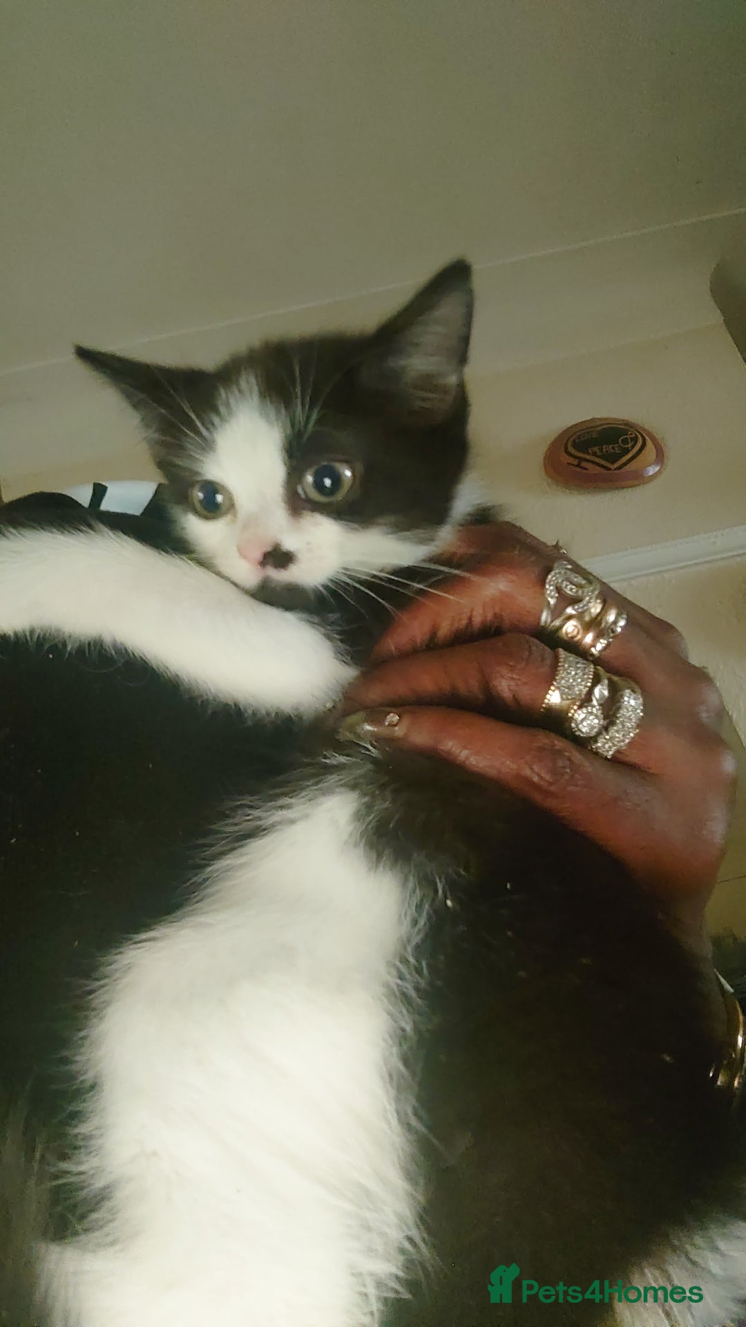 British Shorthair cats for sale: British shorthair mix kittens 4 sale £25 - Image 7