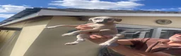 Whippet dogs for sale: Whippet puppies - Advert 10