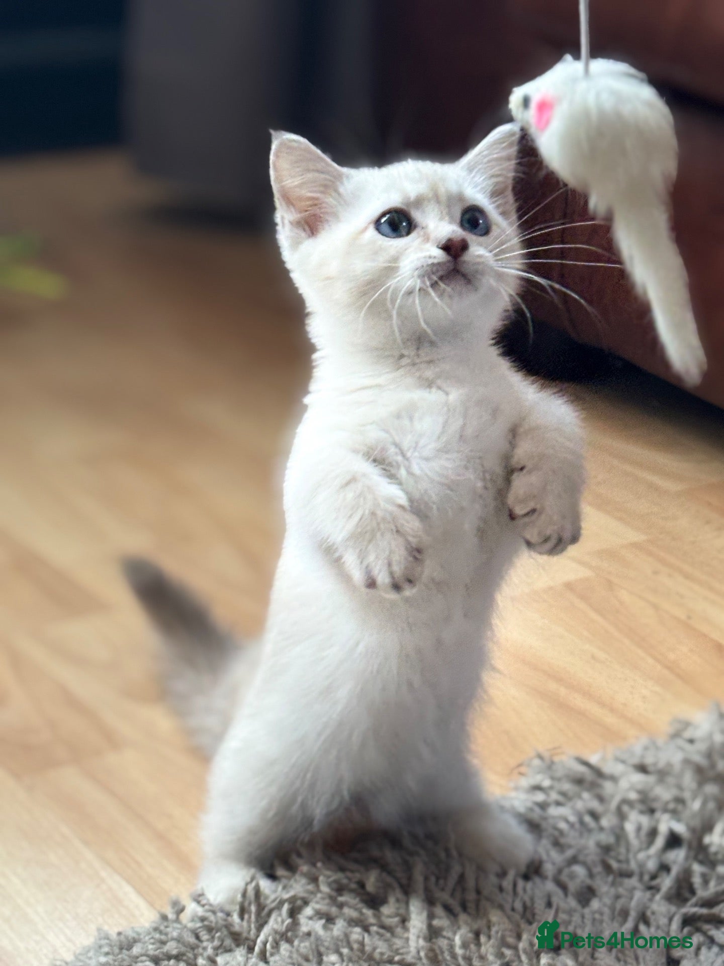 Munchkin cats Stunning short legged munchkin kitten - Advert 1