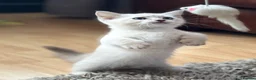 Munchkin cats for sale: Stunning short legged munchkin kitten - Advert 1