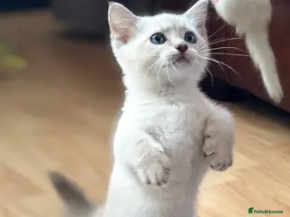 Munchkin cats Stunning short legged munchkin kitten - Advert 6