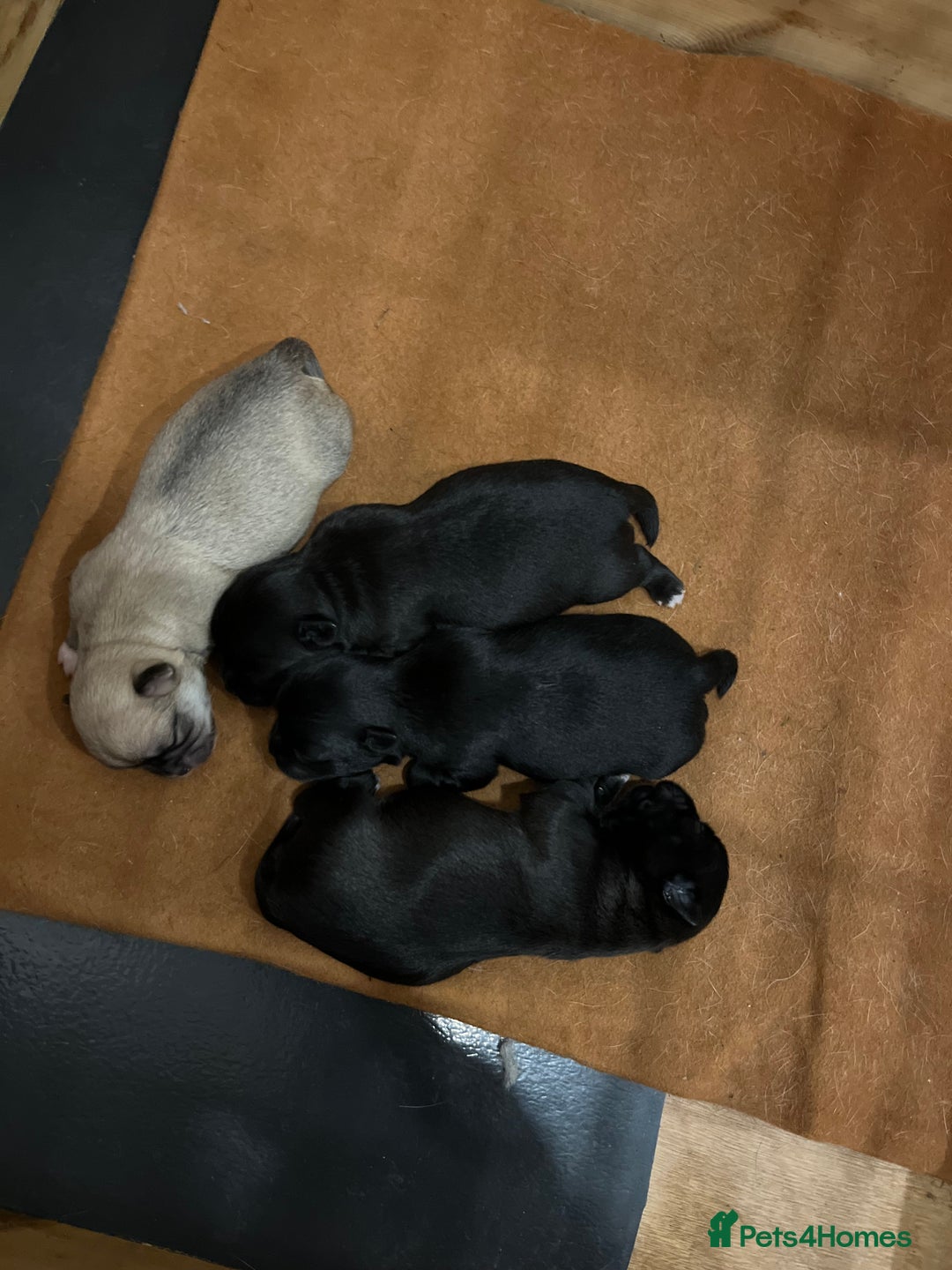 Mixed Breed dogs for sale: Malchi pups available  - Advert 9