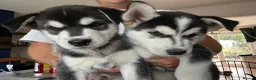 Mixed Breed dogs for sale: Husky X Labrador puppies  - Advert 16