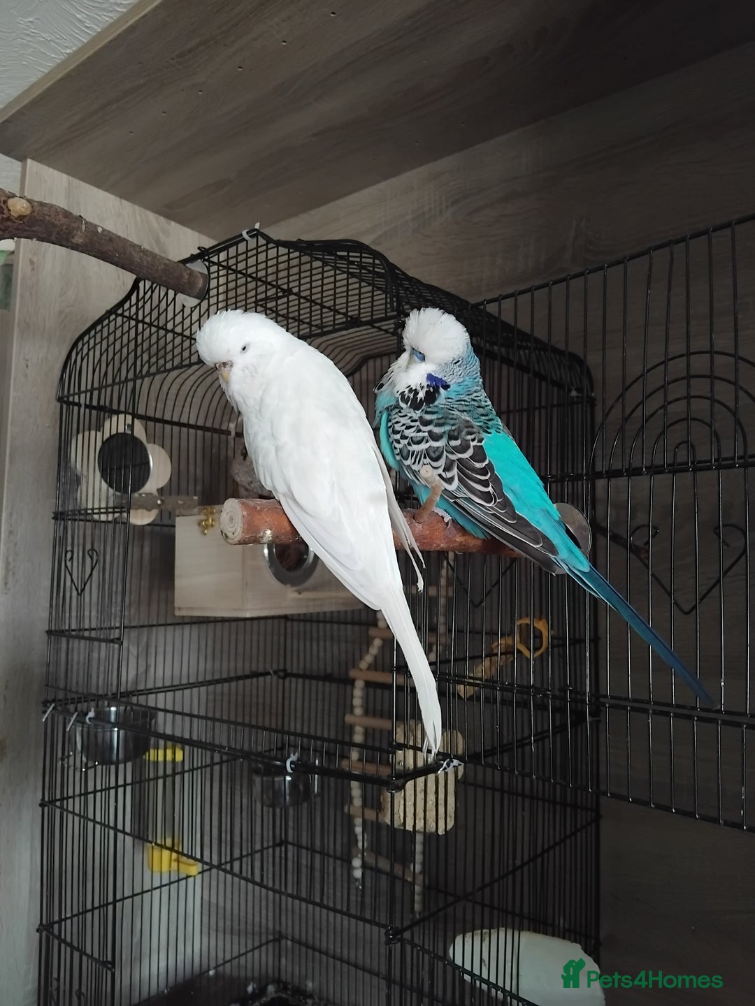 Budgerigars birds for sale: Breeding pair  - Advert 3