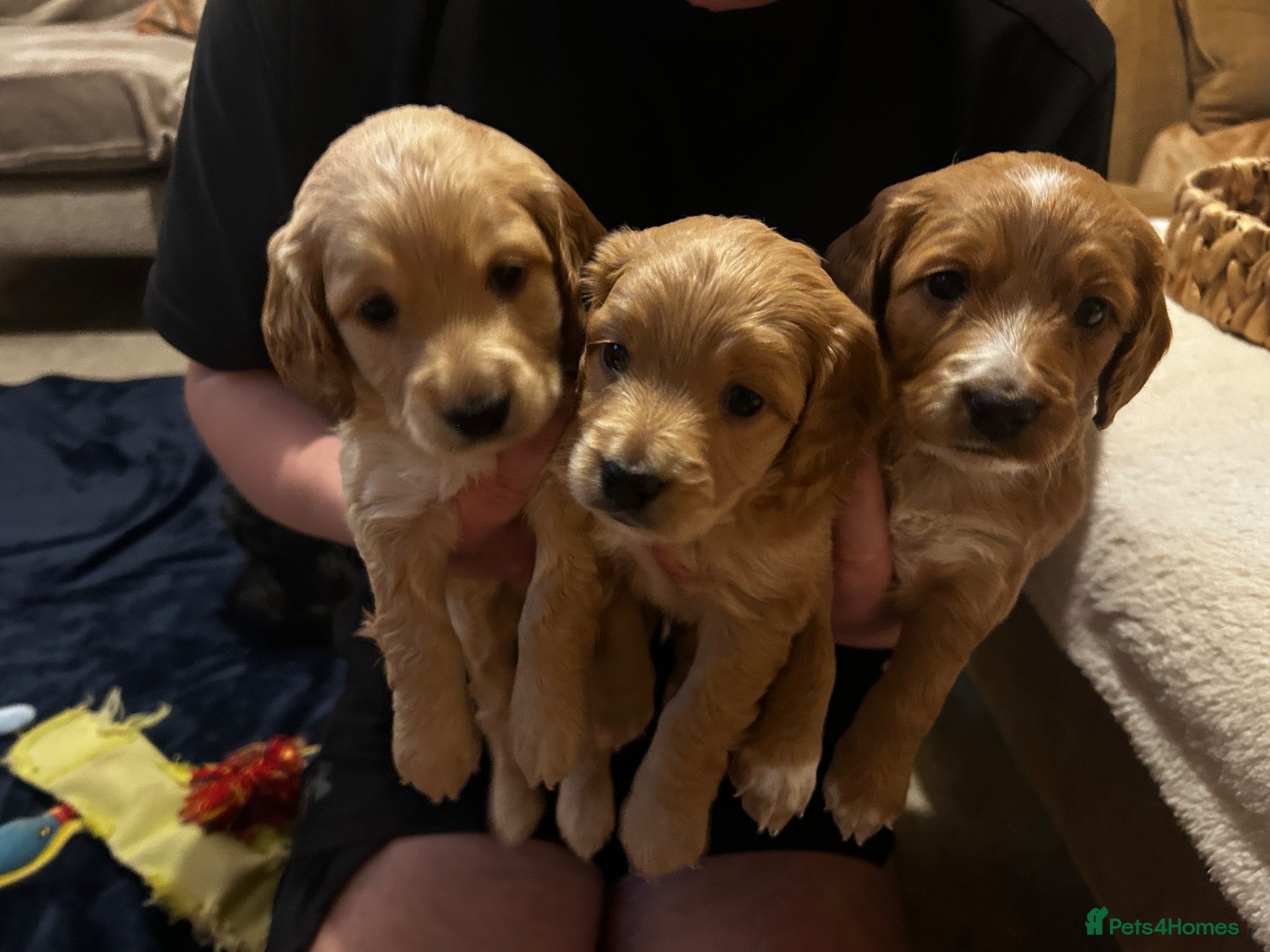 Cockapoo dogs 4 F2b male Cockapoos for sal - Advert 1