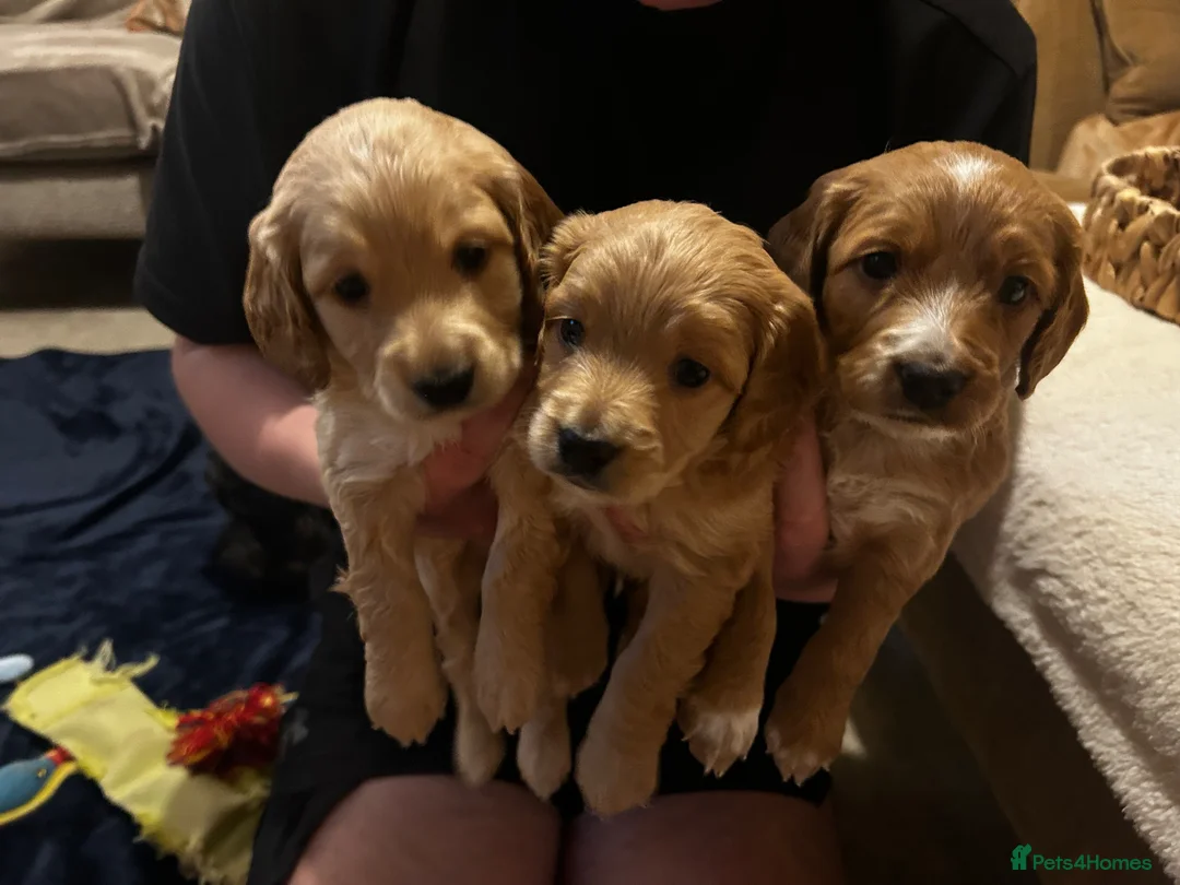Cockapoo dogs for sale: 4 F2b male Cockapoos for sal - Advert 1