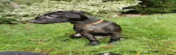 Mixed Breed dogs for sale: 7 beautiful staffie x labradoodle puppies for sale - Advert 12