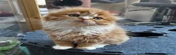 Scottish Fold cats for sale: Scottish Fold TICA registered - Advert 9