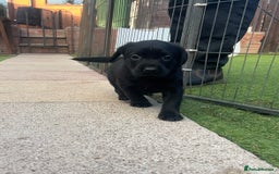Cockerdor dogs for sale: Cockerdor puppies for sale - Image 1
