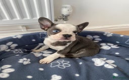French Bulldog dogs for sale: French Bulldog (Blu) - Image 12