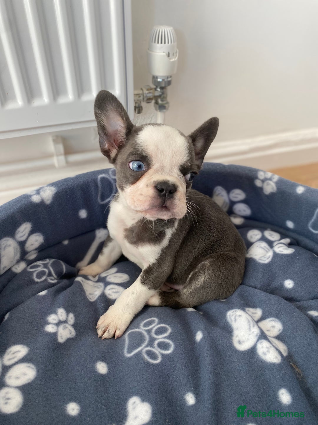 French Bulldog dogs for sale: French Bulldog (Blu) - Image 12