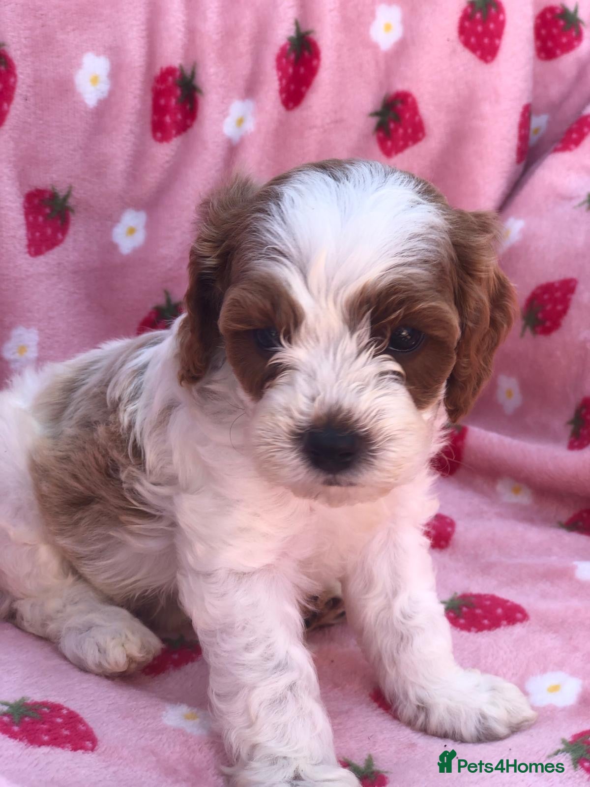 Cavapoo dogs Stunning F1B cavapoo puppies Champion bloodline  - Advert 3