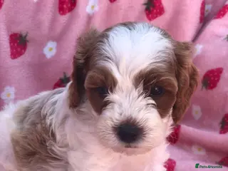 Cavapoo dogs Stunning F1B cavapoo puppies Champion bloodline - Advert 3