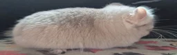 Chinchilla rodents for sale: A verity of Chinchillas rpa/rpac - Advert 3