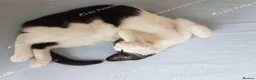 Mixed Breed cats for sale: Beautiful female kitten . - Advert 7