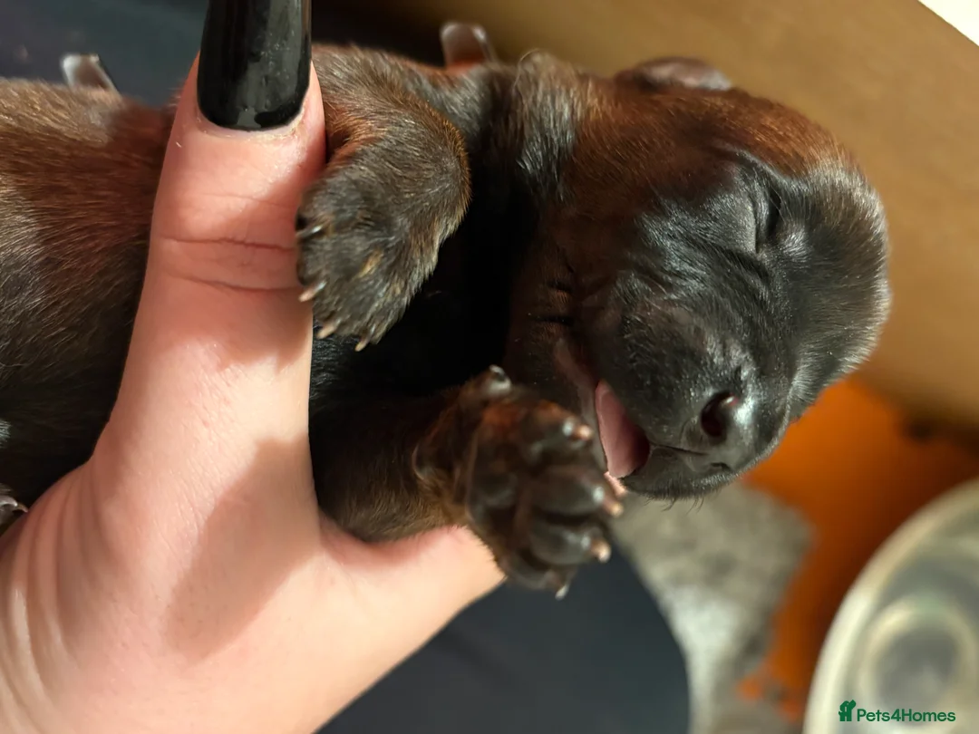 Belgian Shepherd Dog dogs for sale: Belgian Malinois Puppies - Advert 33