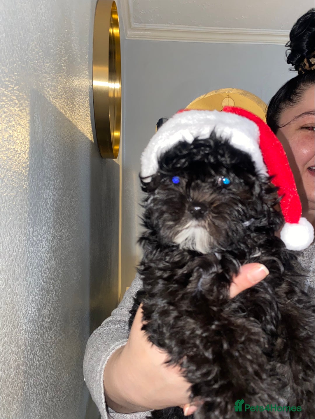 Maltipoo dogs for sale: Rare micro toy teddyface Korean/Asian maltipoos😍 - Advert 2