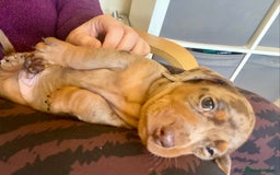 Miniature Dachshund dogs for sale: ONLY ONE PUPPY NOW AVAILABLE  - Image 2