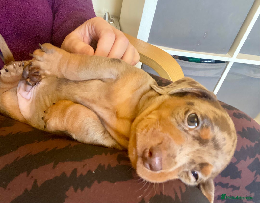 Miniature Dachshund dogs for sale: ONLY ONE PUPPY NOW AVAILABLE  - Image 2