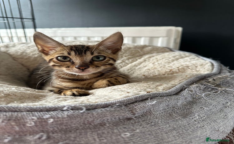 Bengal cats - Advert 10
