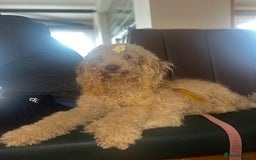 Mini Goldendoodle dogs for sale: Golden Doodle Two years old  - Image 2