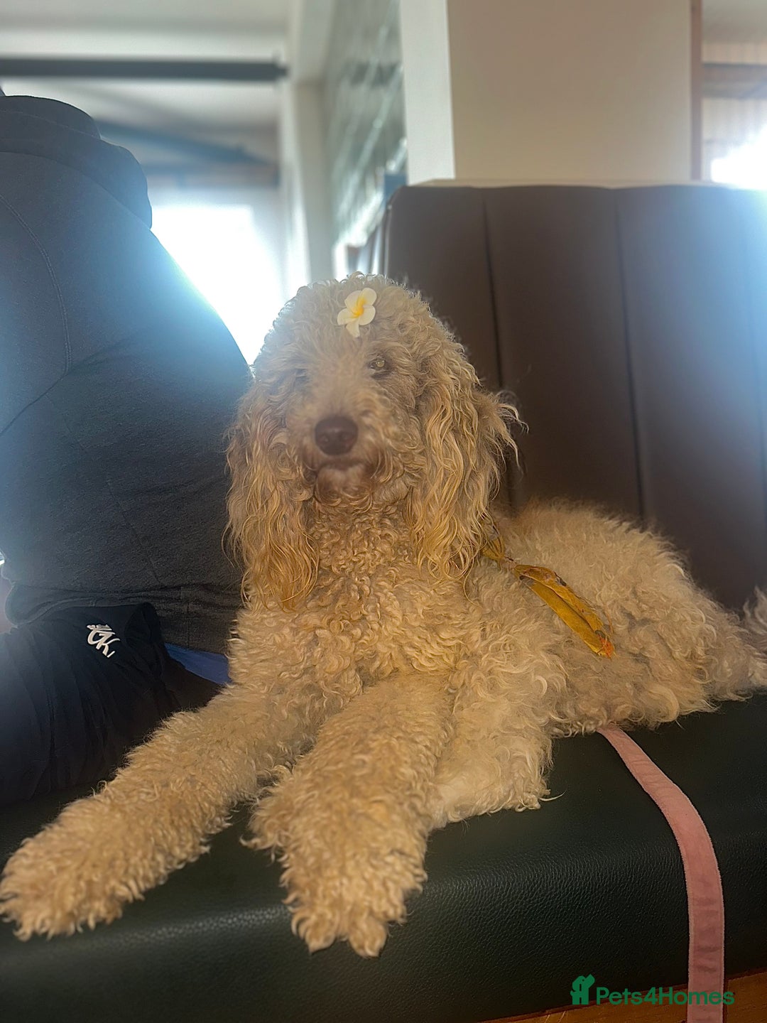 Mini Goldendoodle dogs for sale: Golden Doodle Two years old  - Image 2