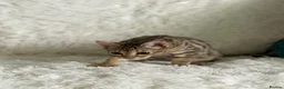 Bengal cats for sale: Stunning beautiful bengal kittens  - Advert 7