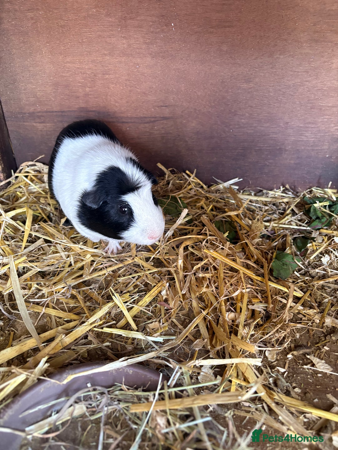 Guinea Pig rodents for sale: Male and female guinea pigs for sale  - Image 12
