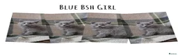 British Shorthair cats for sale: BSH and 1 BLH kittens forsale  - Advert 2