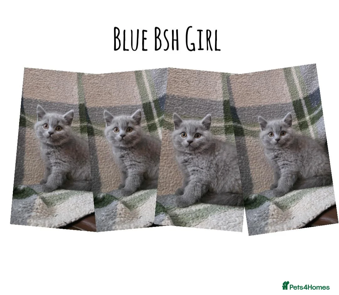 British Shorthair cats for sale: BSH and 1 BLH kittens forsale  - Advert 2