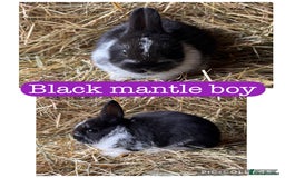 Netherland Dwarf rabbits for sale: Netherland dwarf babies  - Image 3
