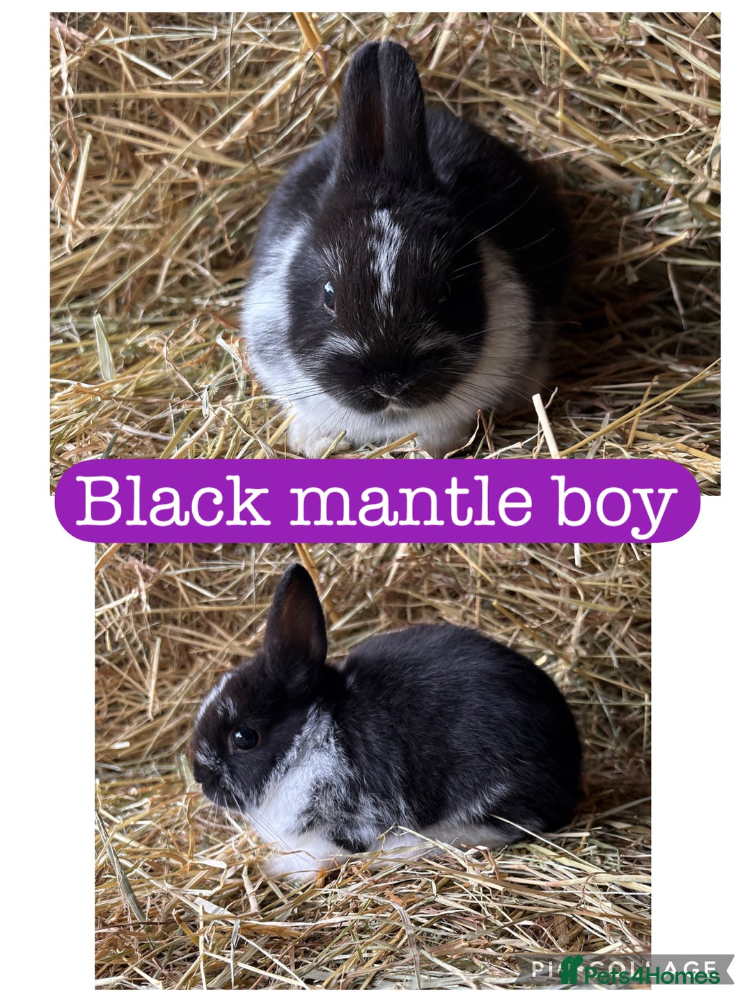 Netherland Dwarf rabbits for sale: Netherland dwarf babies  - Image 3