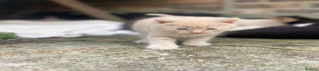 Kitten 2