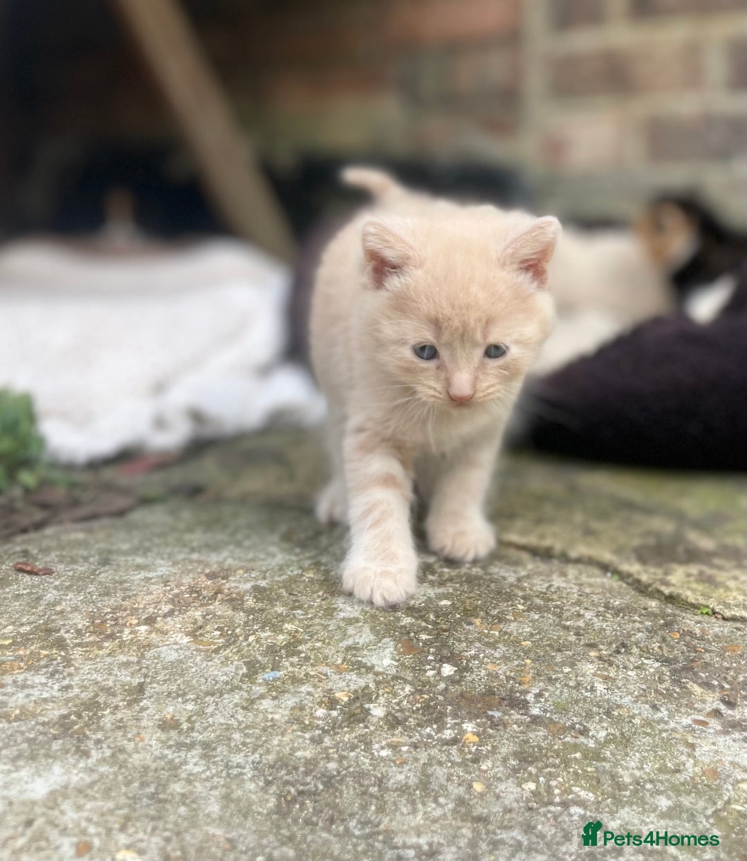 Mixed Breed cats for sale: Kittens for sale  - Image 13