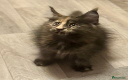 Maine Coon cats for sale: 🌟Ready to leave 4 XL Maine Coons active available - Image 31