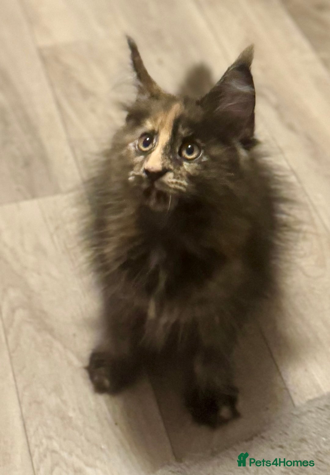 Maine Coon cats for sale: 🌟Ready to leave 4 XL Maine Coons active available - Image 31