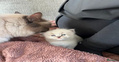 Siberian cats - Advert 13