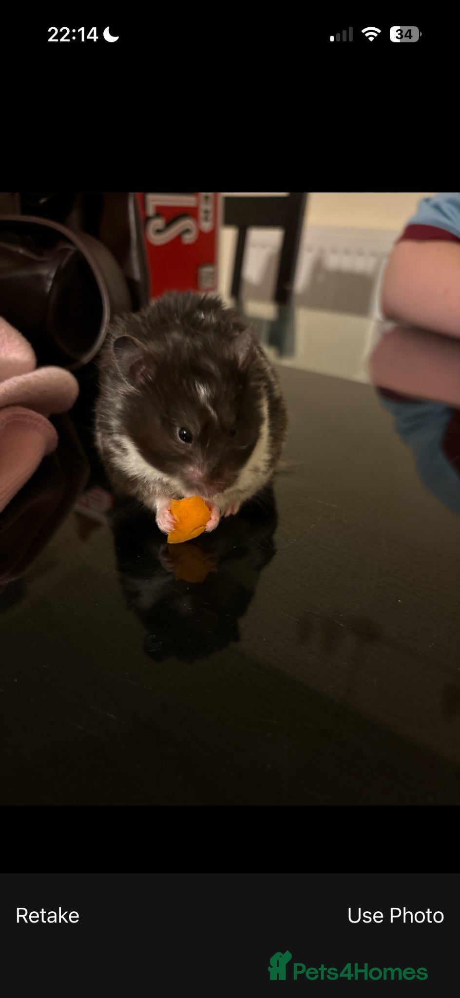 Hamster rodents syrian hamster to rehome - Advert 1