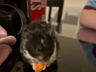 Hamster rodents syrian hamster to rehome - Advert 1