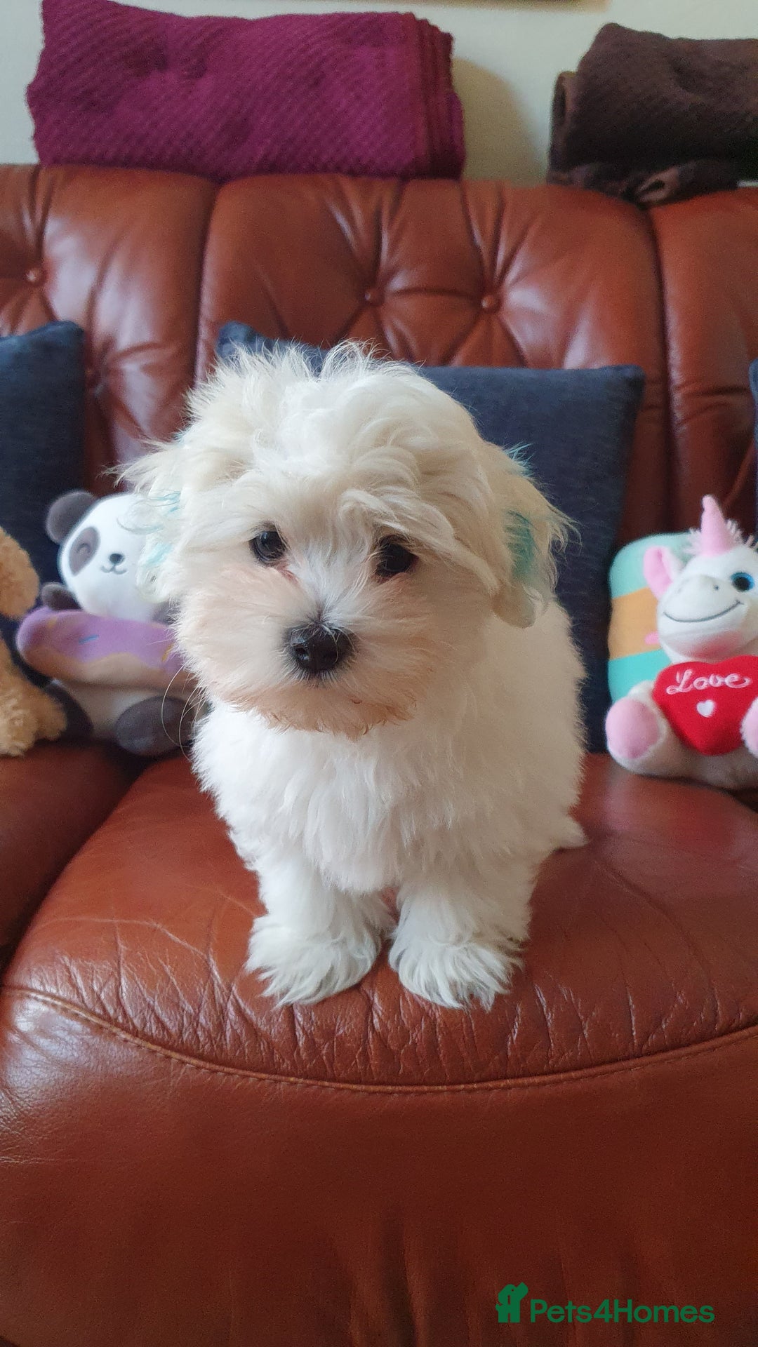 Havanese dogs for sale: Extra mini Havanese x Maltese puppies - Image 2