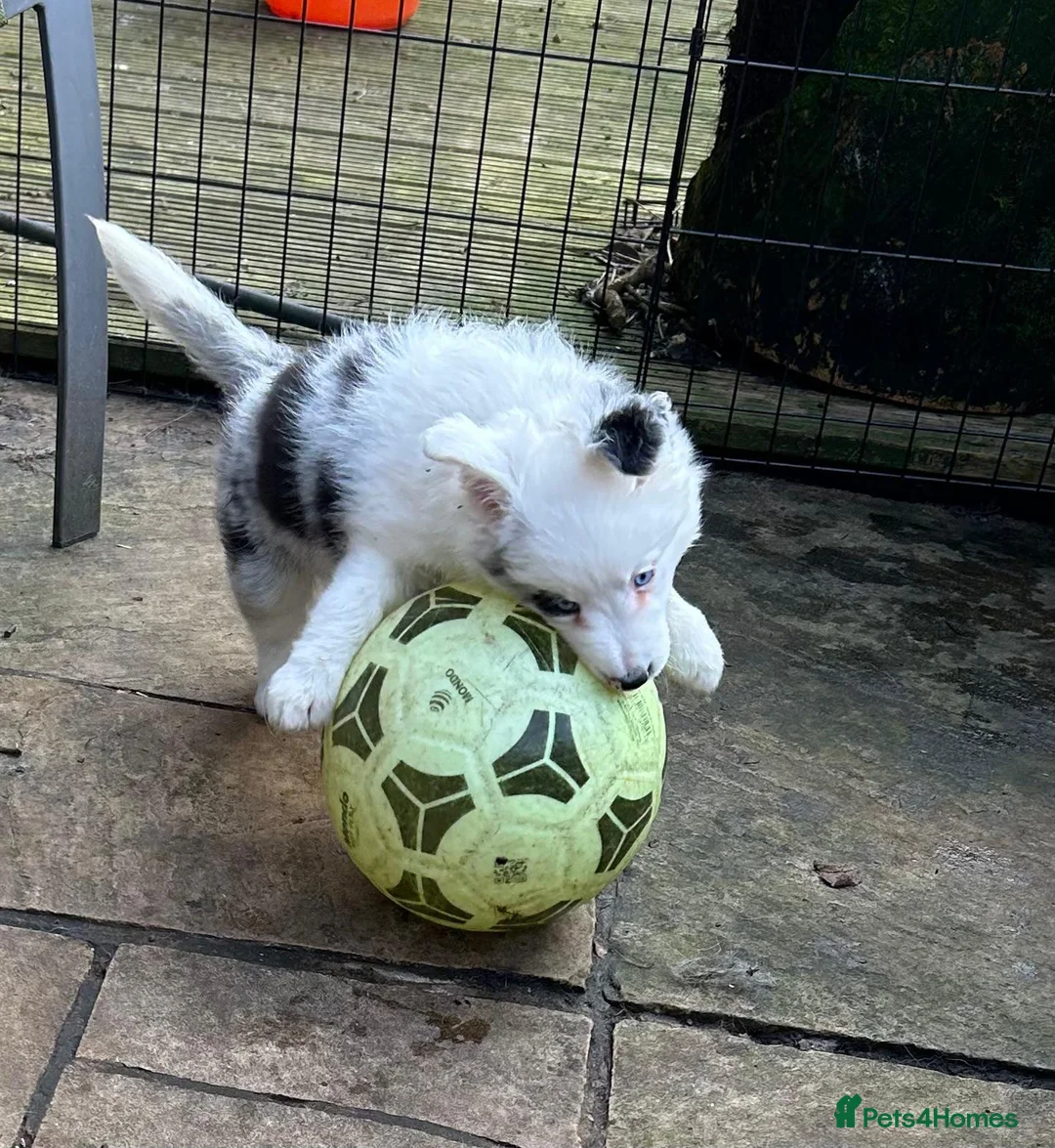Border Collie dogs for sale: KC Registered Border Collies  in Leek - Advert 2