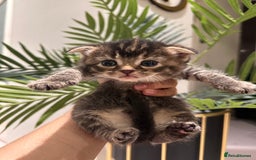 Scottish Fold cats for sale: Scottish fold/straight kittens  - Image 5