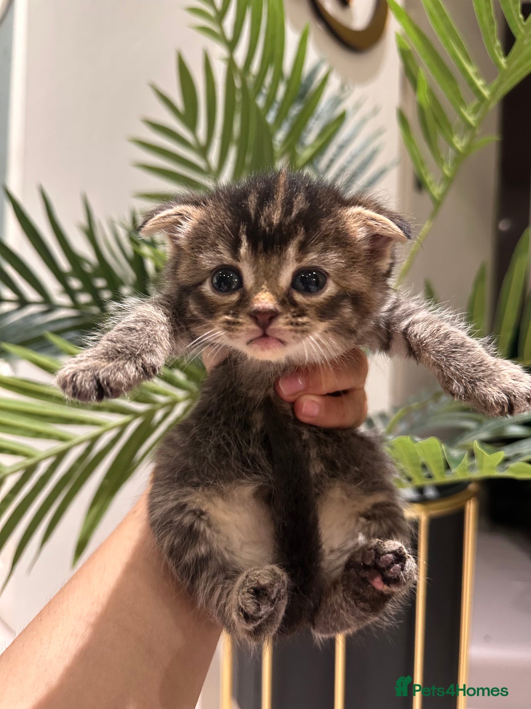 Scottish Fold cats for sale: Scottish fold/straight kittens  - Image 5